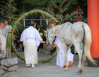 高鴨神社 | 夏越の大祓で茅の輪をくぐる白馬